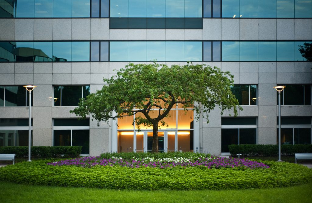 Tree outside office building